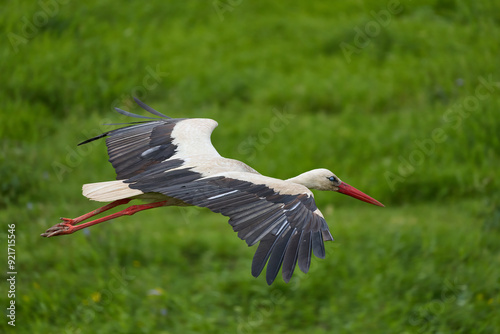 White Stork