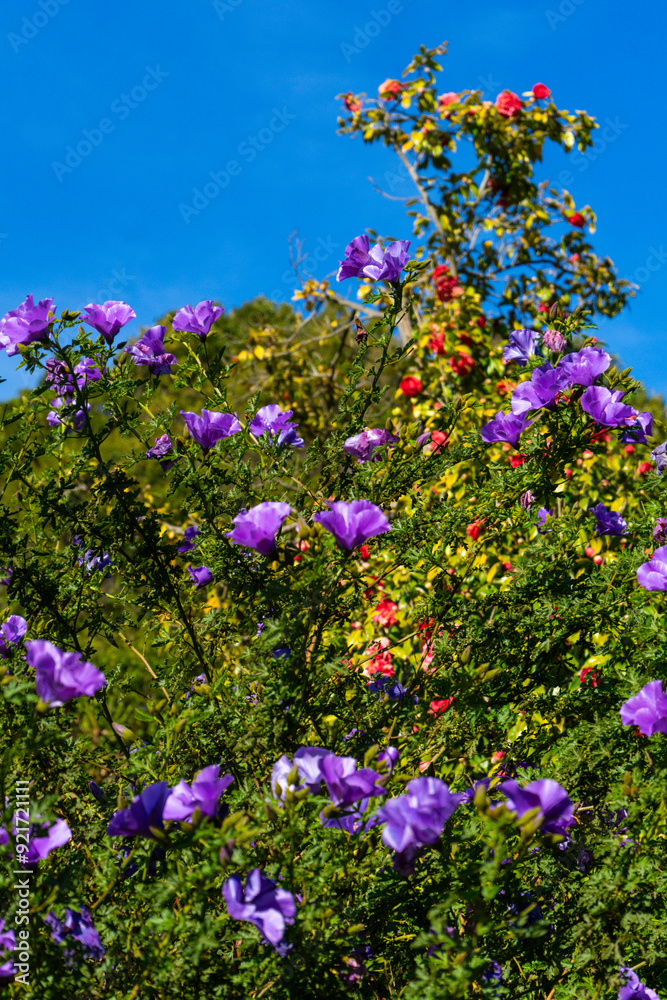Obraz premium bushes covered in flowers, wild flowers, colorful flowers on bush, colorful nature