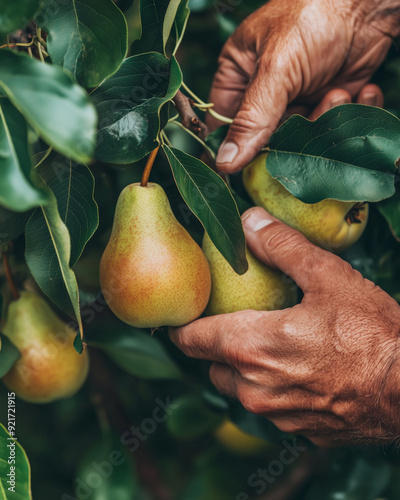 A close-up of a farmer's hands carefully picking ripe pears from a tree, with some leaves still attached.