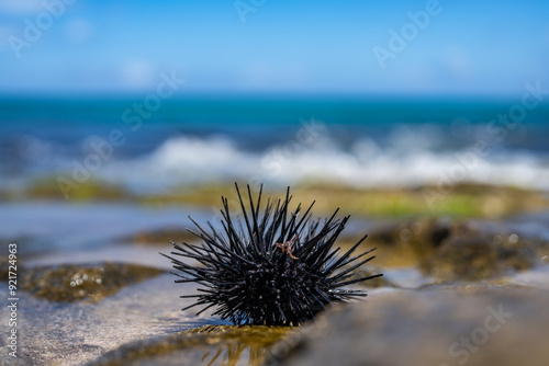 The diadema urchin or blue-black urchin (Echinothrix diadema) is a species of tropical sea urchin, member of the Diadematidae family. Laniakea Beach, North Shore, Oahu Hawaii photo