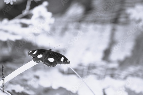 black and white photo of a butterfly on a leaf  photo