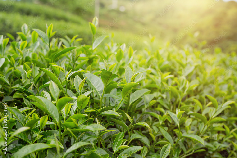 Green tea leaf background in tea plantations. Green tea leaf background in tea plantations.