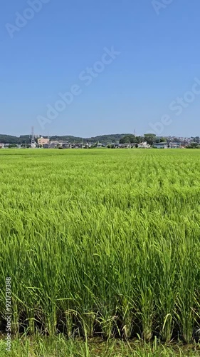 green rice field blue sky