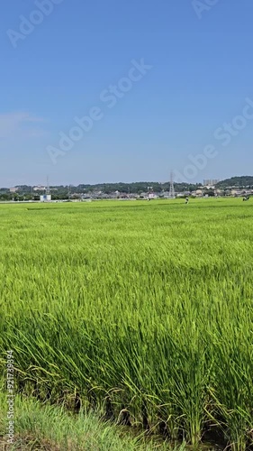 rice field in the agriculture footage