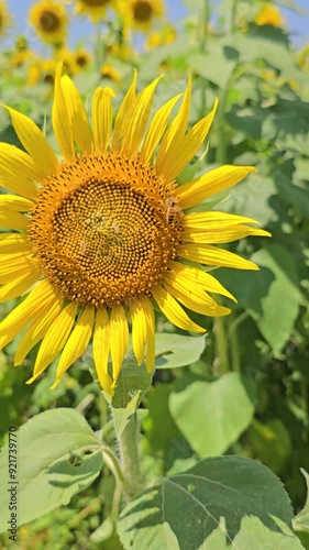 sunflower with bee fliying free nature footage beautiful