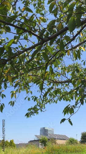 tree in the garden nature sky