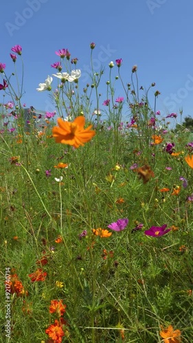 Flowers garden footage
