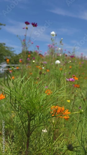flowers garden and the sky