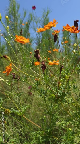 field of poppies flowers