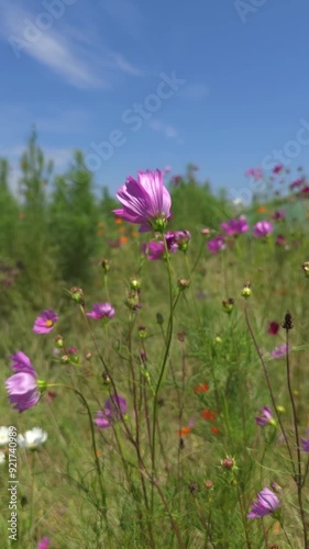 pink cosmos flowers footage