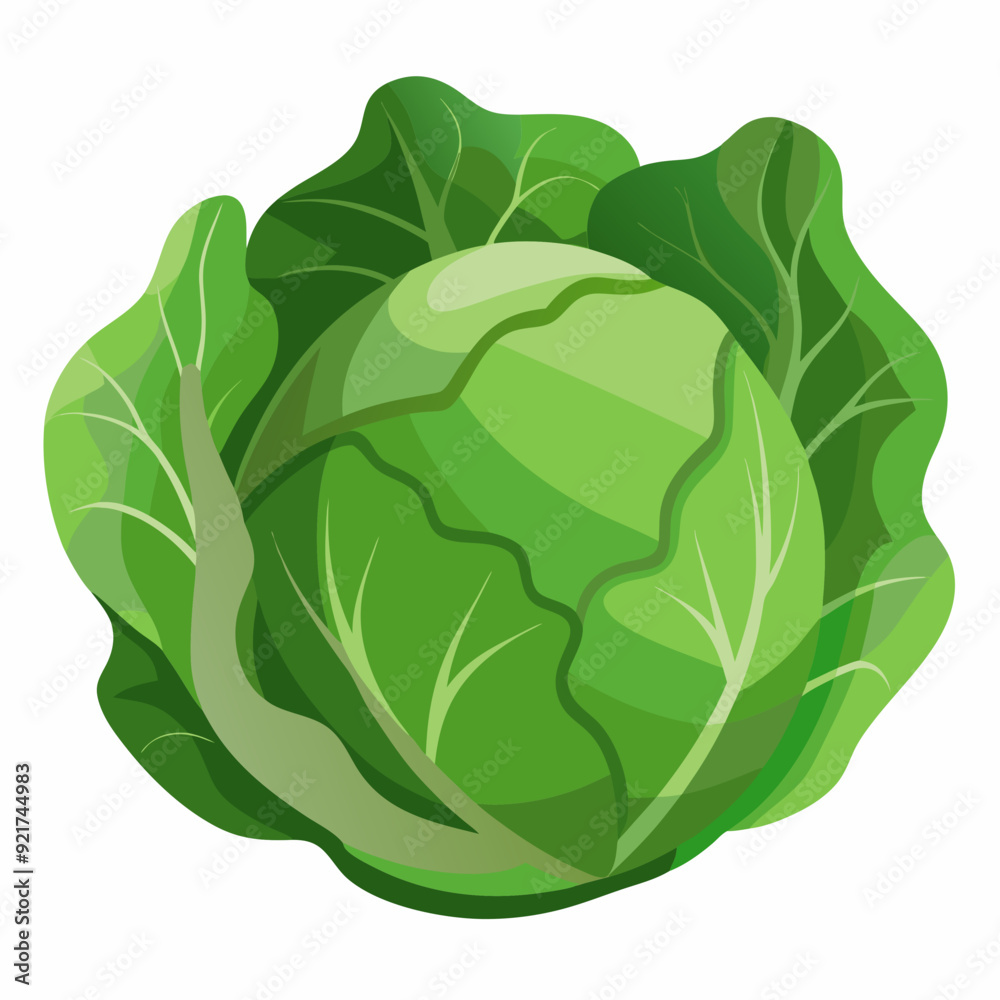 Cabbage art vector illustrator Cabbage art vector illustrator