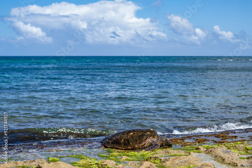 The green sea turtle (Chelonia mydas), green turtle, black (sea) turtle or Pacific green turtle, is a large species of sea turtles of the family Cheloniidae. Laniakea Beach, North Shore, Oahu Hawaii photo