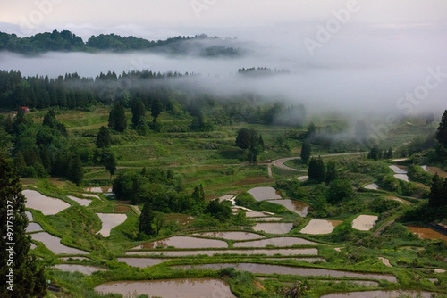 春の棚田と朝霧