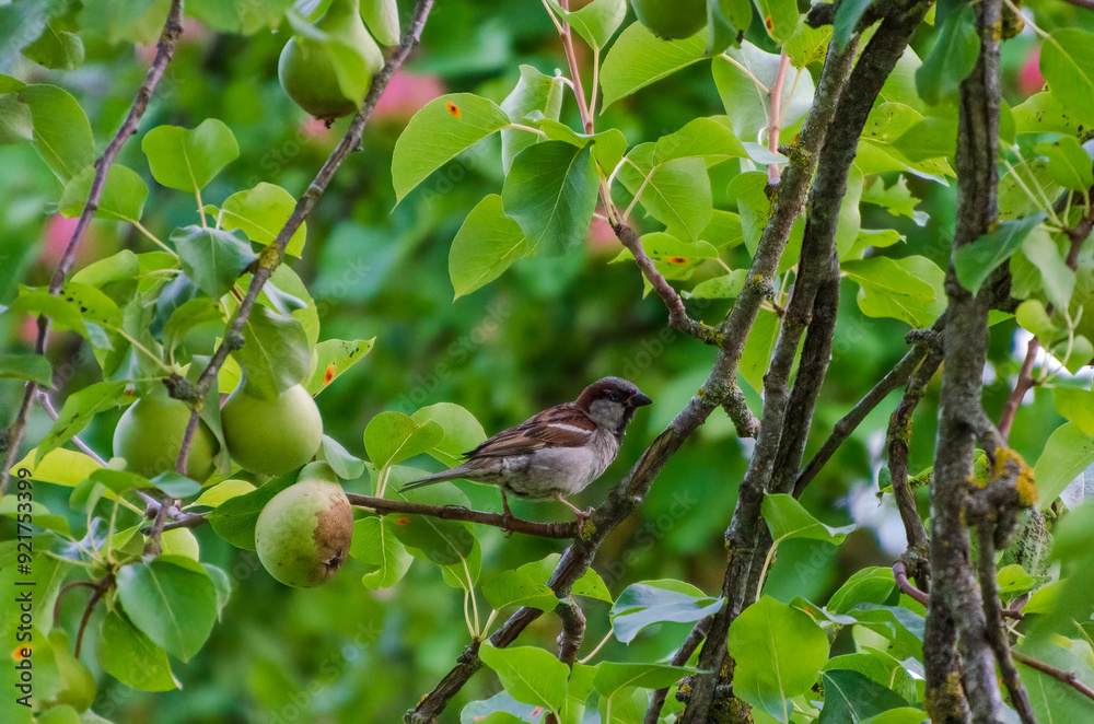 Fototapeta premium A house sparrow (Passer domesticus) perches in a pear tree, looking for various insects, looking around, close up, horizontally
