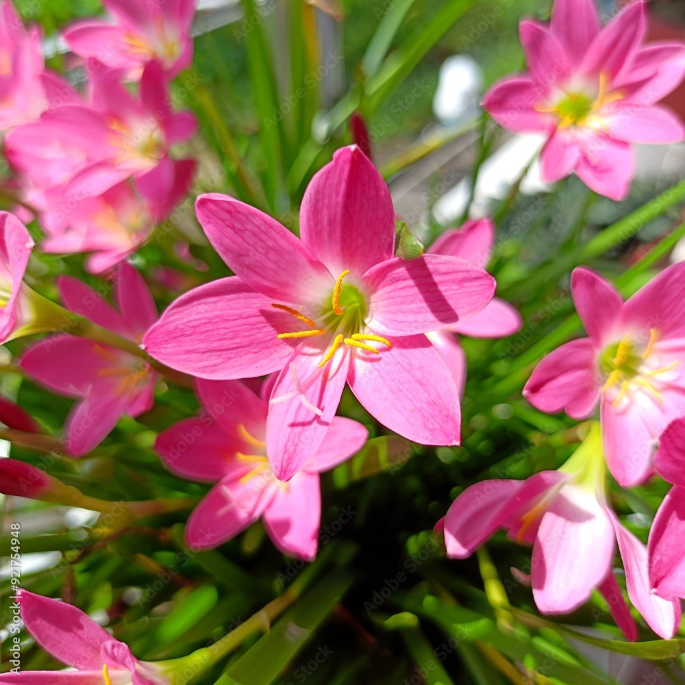 Pink rain lily also known as zephyranthes rosea flowers Pink rain lily also known as zephyranthes rosea flowers