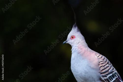 A portrait of a crested pigeon with pastel colors staring blankly off into the distance against a black background in a suburban garden in Burleigh Heads on the Gold Coast in Queensland, Australia. photo