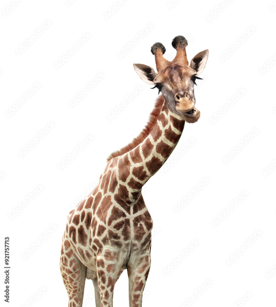 Cute chewing curiosity giraffe. The giraffe with open mouth looks interested. Animal stares interestedly. Isolated on white background Cute chewing curiosity giraffe. The giraffe with open mouth looks interested. Animal stares interestedly. Isolated on white background