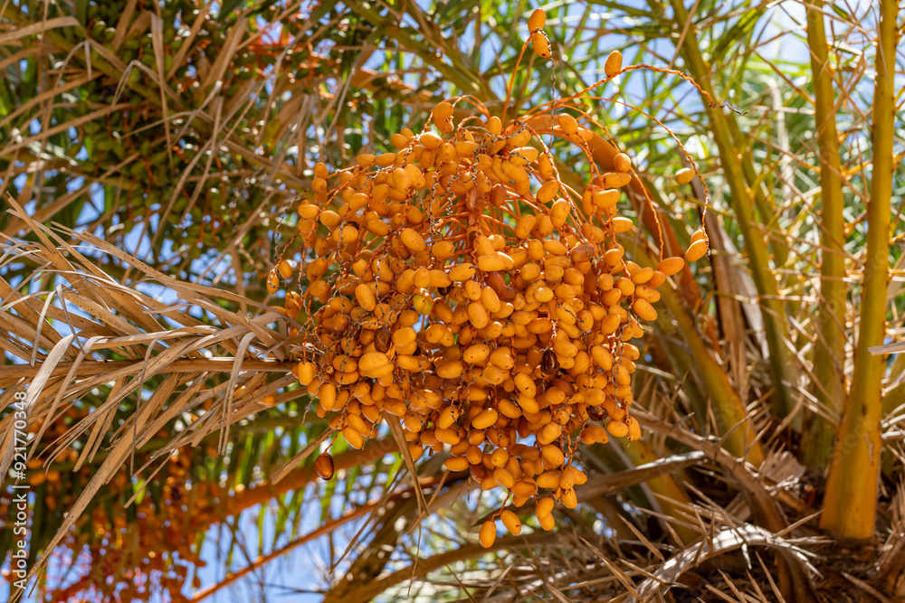Phoenix dactylifera, the date palm, is a flowering-plant species in the palm family, Arecaceae, Haleʻiwa Aliʻi Beach Park,North Shore, Oahu Hawaii Phoenix dactylifera, the date palm, is a flowering-plant species in the palm family, Arecaceae, Haleʻiwa Aliʻi Beach Park,North Shore, Oahu Hawaii