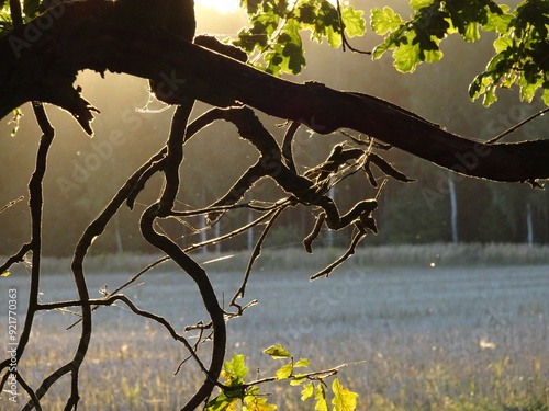 Mysterious branches like horrible claws by the sunset in the front of the forest photo