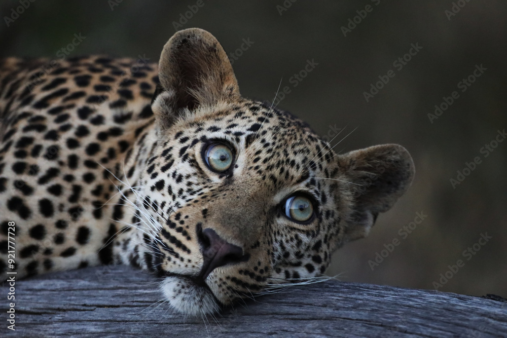 Naklejka premium Majestic Leopard in Natural Habitat – Close-Up Shots and Dynamic Wildlife Footage in the African Wilderness