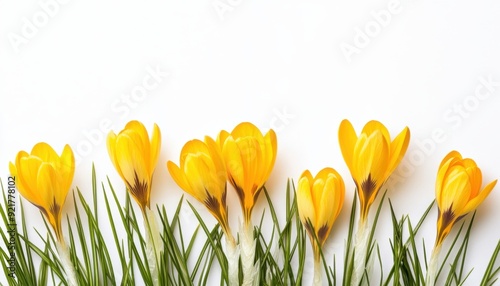 Yellow crocuses blossoming on green grass with a white background during springtime