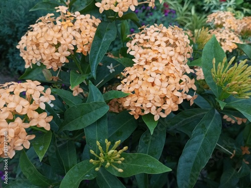 Chinese Ixora, Flame tree of the woods, Scarlet Ixora, Bakora, Ishvaku photo