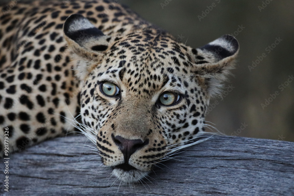 Naklejka premium Majestic Leopard in Natural Habitat – Close-Up Shots and Dynamic Wildlife Footage in the African Wilderness