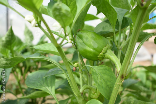 Green Bell peppers or capsicum on plant, bell peppers in the vegetable garden. Closeup of green bell pepper or capsicum growth in field plant agriculture farm. growing bell pepper in a farmer's field