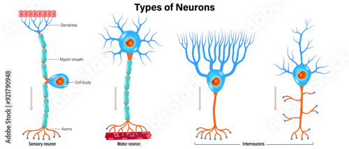 Types of neurons vector. Sensory neuron, Motor neuron and Interneurons structure. Neuron types. Nerve cell anatomy.