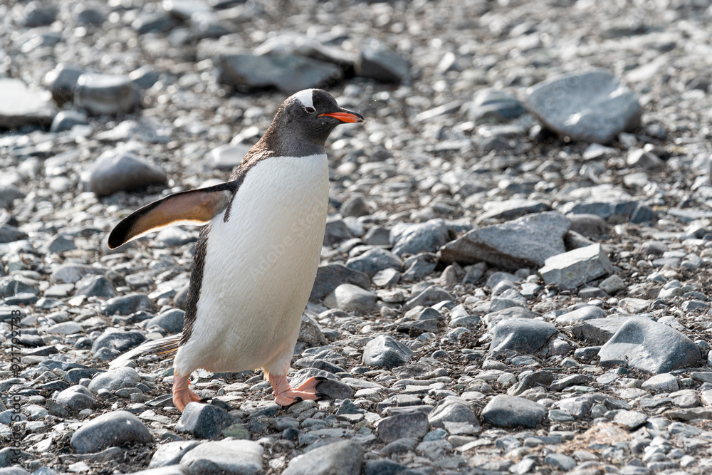 Naklejka premium Gentoo penguins walking on snow. Neko Harbor, Antarctic Peninsula.