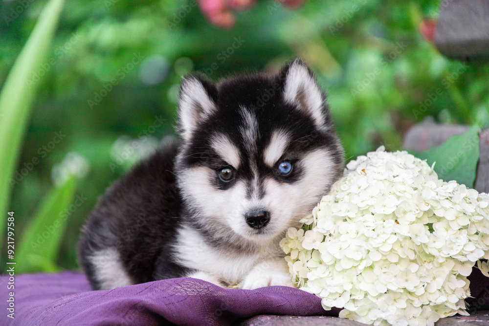 lovely husky puppy with different eye colors on a green background in the garden