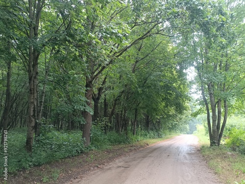 Talsa park during cloudy summer day. Oak and birch tree woodland. Cloudy day with white clouds in sky. Bushes and small are growing in woods. Nature. Talsos parkas. photo