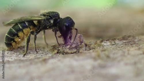 Wildbee Heriades truncorum sticking a stone to the closure of its nest photo