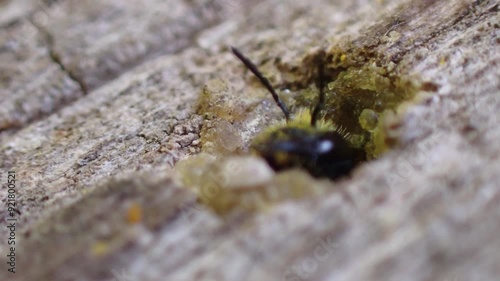 Wildbee Heriades truncorum coming of its nest photo