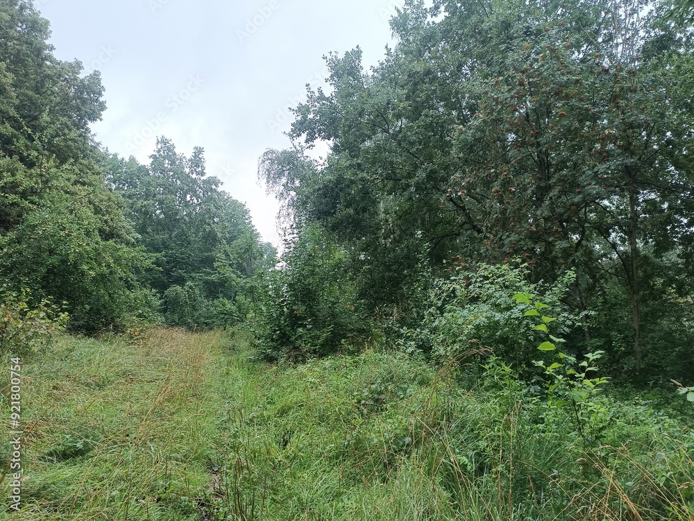 Talsa park during cloudy summer day. Oak and birch tree woodland. Cloudy day with white clouds in sky. Bushes and small are growing in woods. Nature. Talsos parkas. Talsa park during cloudy summer day. Oak and birch tree woodland. Cloudy day with white clouds in sky. Bushes and small are growing in woods. Nature. Talsos parkas.