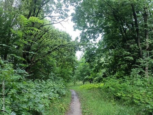 Talsa park during cloudy summer day. Oak and birch tree woodland. Cloudy day with white clouds in sky. Bushes and small are growing in woods. Nature. Talsos parkas. photo