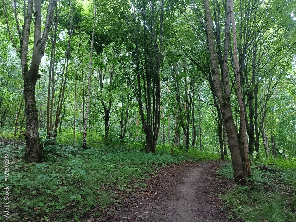 Talsa park during cloudy summer day. Oak and birch tree woodland. Cloudy day with white clouds in sky. Bushes and small are growing in woods. Nature. Talsos parkas.