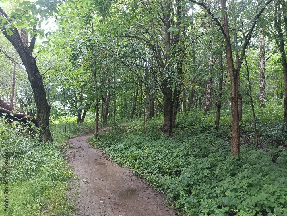 Talsa park during cloudy summer day. Oak and birch tree woodland. Cloudy day with white clouds in sky. Bushes and small are growing in woods. Nature. Talsos parkas. Talsa park during cloudy summer day. Oak and birch tree woodland. Cloudy day with white clouds in sky. Bushes and small are growing in woods. Nature. Talsos parkas.
