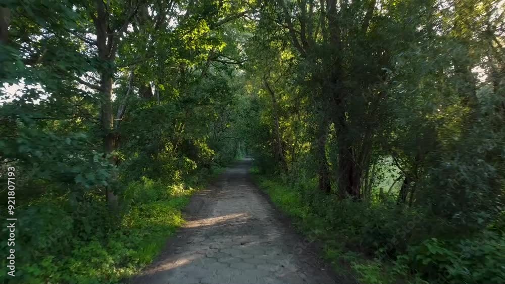 Sunny forest pathway with light shining through leaves. Sunny forest pathway with light shining through leaves.
