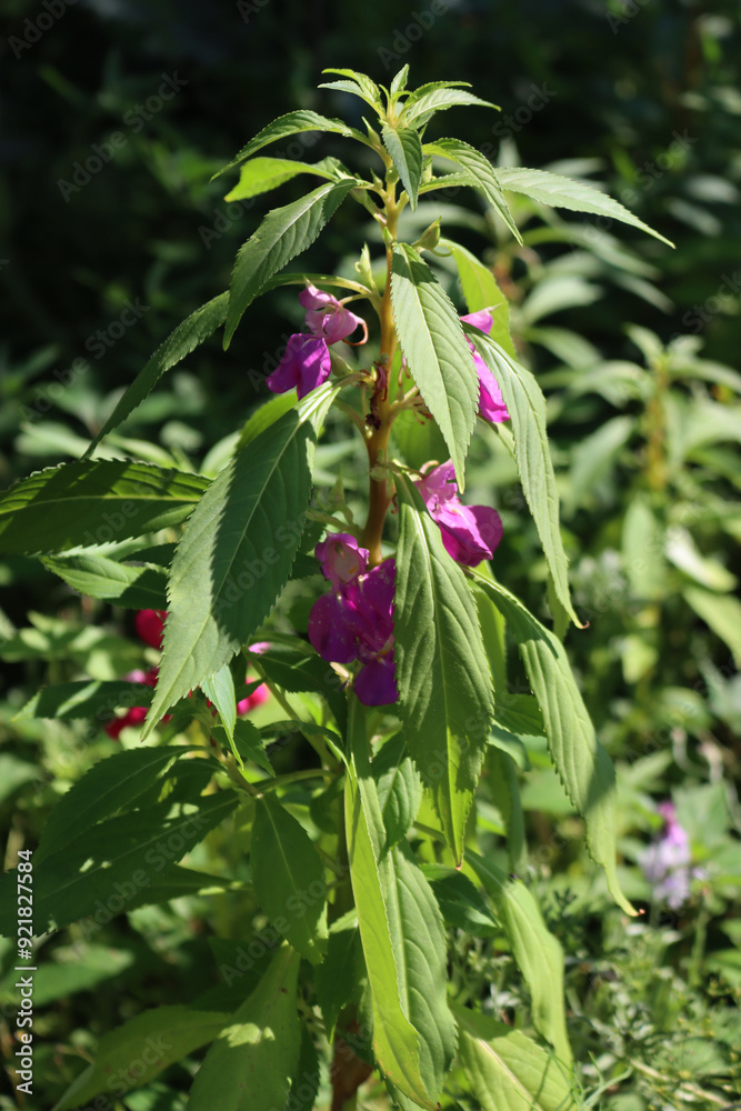 Obraz premium Close-up of Impatiens balsamina plants in bloom in the flowerbed . Also calleds balsam, garden balsam, rose balsam, touch-me-not or spotted snapweed