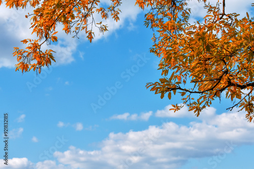 Yellow autumn leaves against clear blue sky. Copy space. Sunny weather day. Beauty in nature. Natural fall background. Golden season. Lush crown. Bright orange and red leaf colors. In the park.