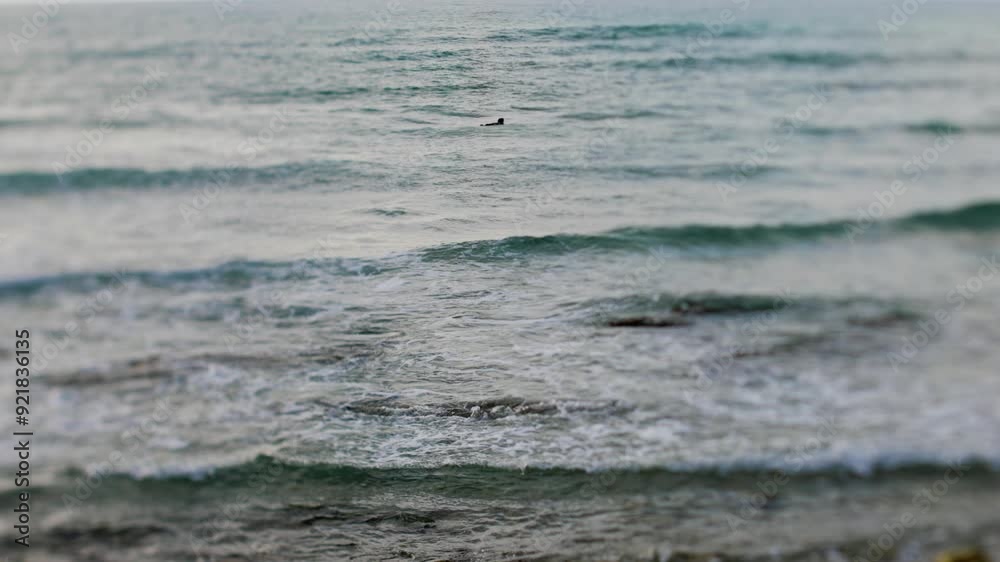 surfer waiting for a wave. man in the water. shift effect. surfer waiting for a wave. man in the water. shift effect.