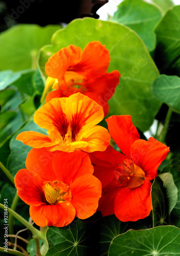 pretty orange flowers of nasturtium - tropacolum plant close up