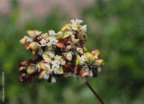 white flowers and groving seeds of Fagopyrum Tataricum -Polygonaceae family photo