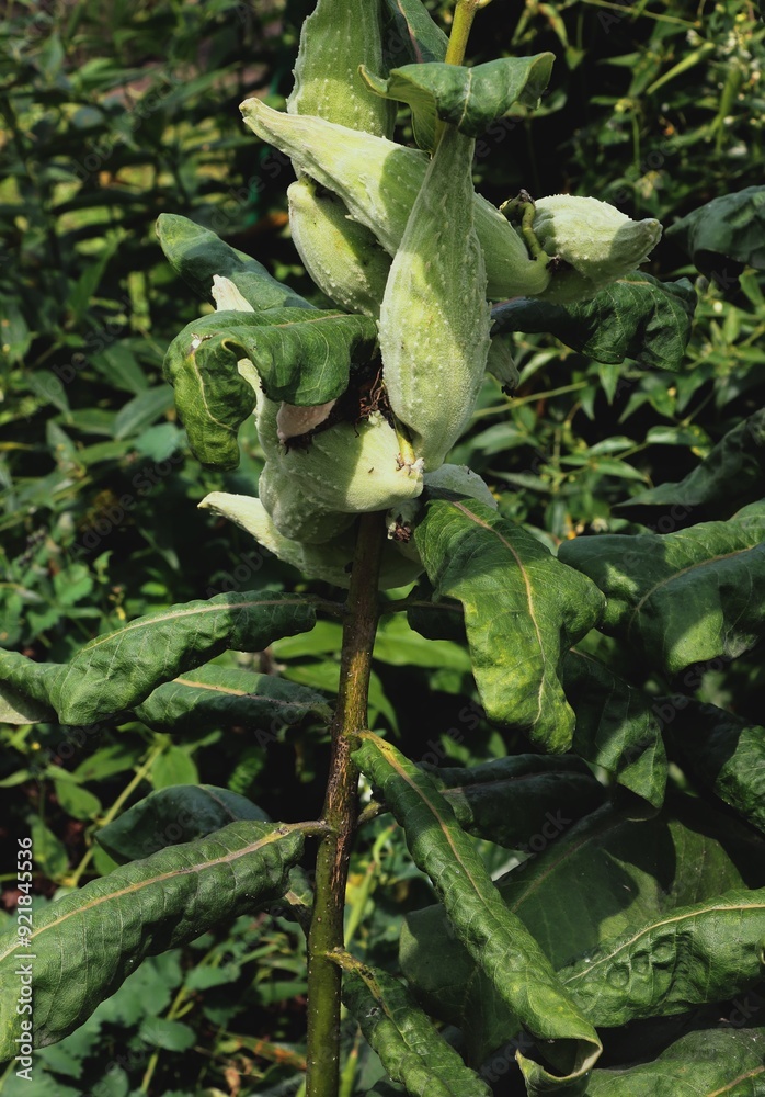 Fototapeta premium asclepias syriaca,common milkweed plant with seed vessels and dead brown flowers