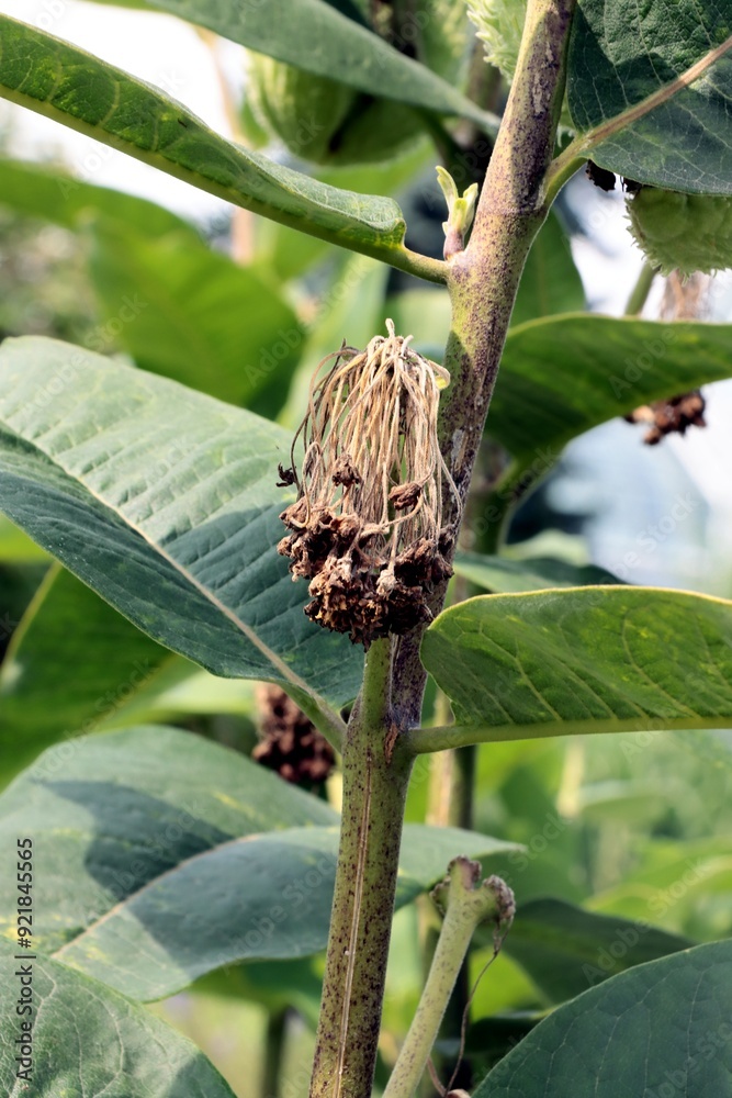  asclepias syriaca,common milkweed plant with seed vessels and dead brown flowers