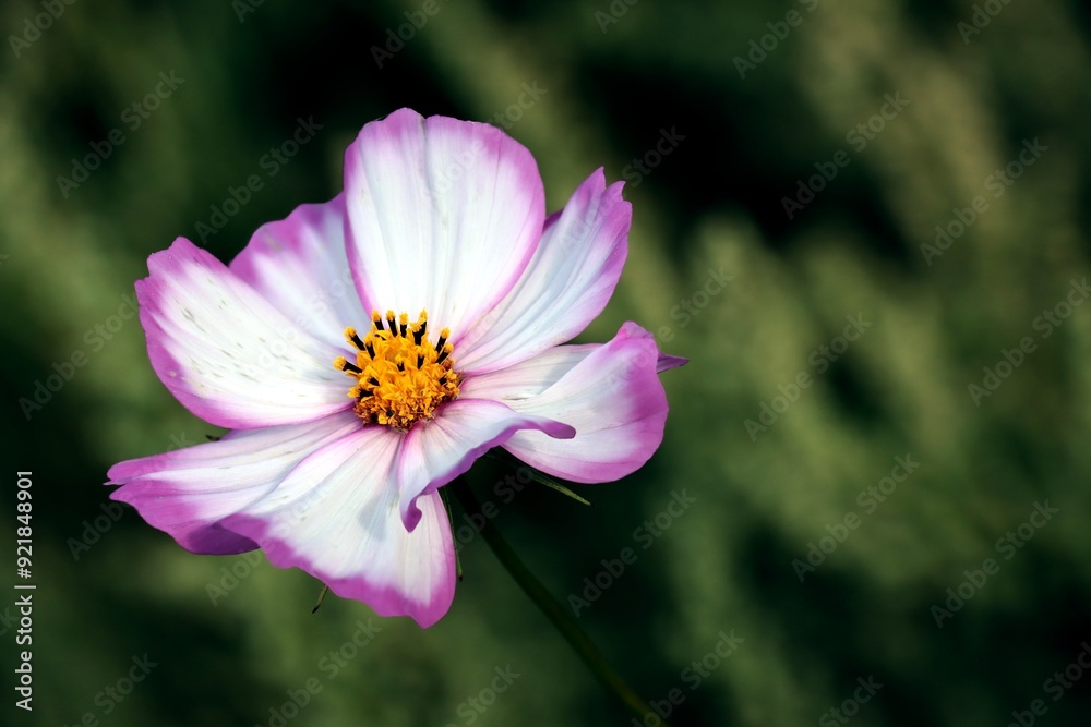colorful pink and purple flowers of cosmos plant close up colorful pink and purple flowers of cosmos plant close up