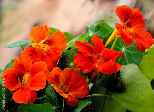 Fototapeta Naklejka Na Ścianę i Meble -  orange flowers of nasturtium plant in summer
