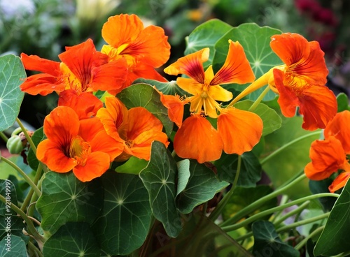 Cuadro en lienzo orange flowers of nasturtium plant in summer