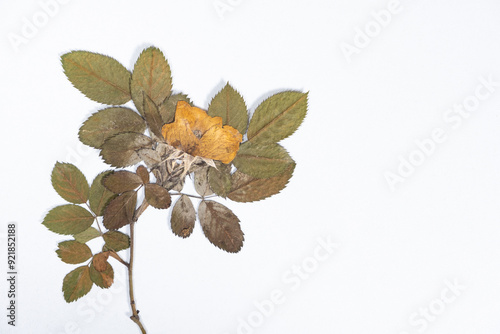 Mold on herbarium on dried tea rose plant due to improper storage. photo